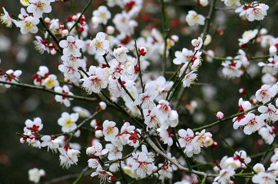 青梅花的花语