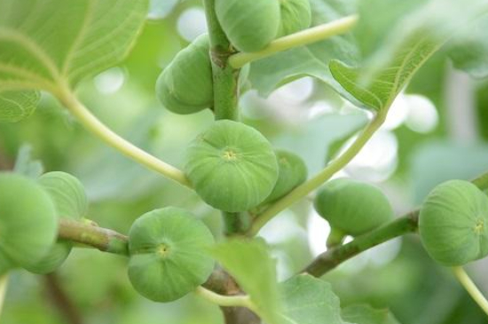 无花果夏天移栽能活吗