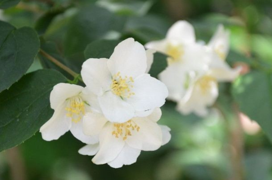 山梅花什么时候开花