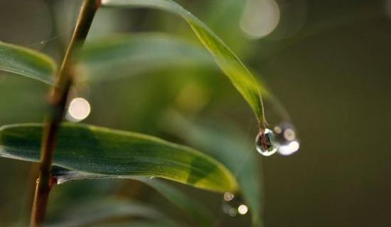 风尾竹怎样栽培和种植