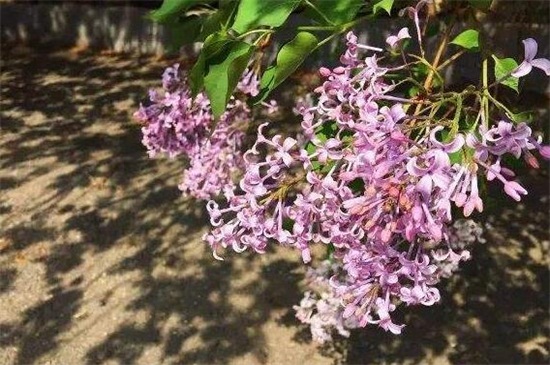 丁香花有什么品种，盘点10种最美丁香花品种