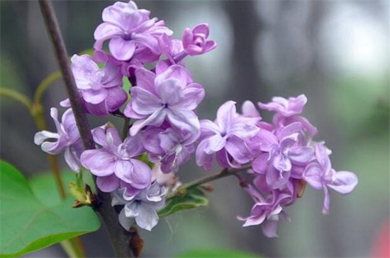 丁香花有什么品种，盘点10种最美丁香花品种