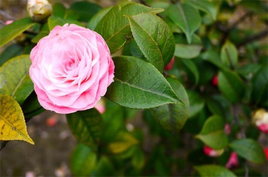 山茶花的养殖方法