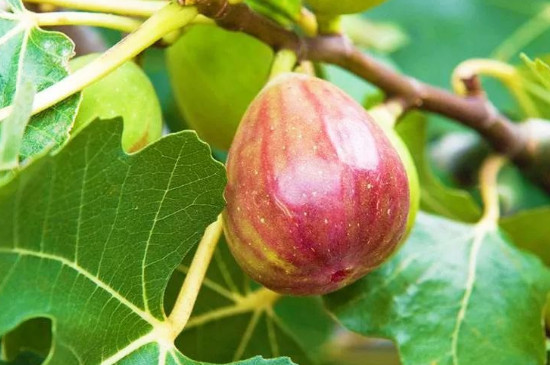 无花果花在内部还是外部