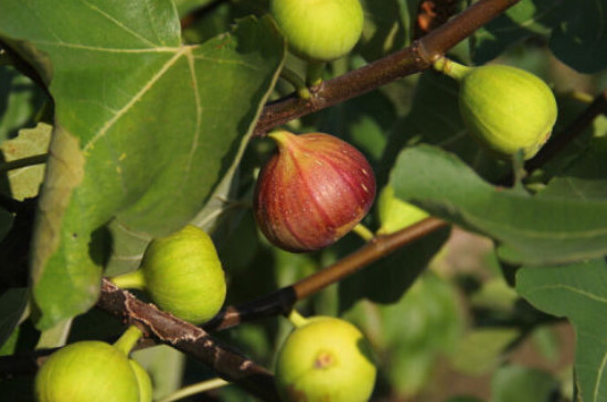 无花果怎样栽培种植