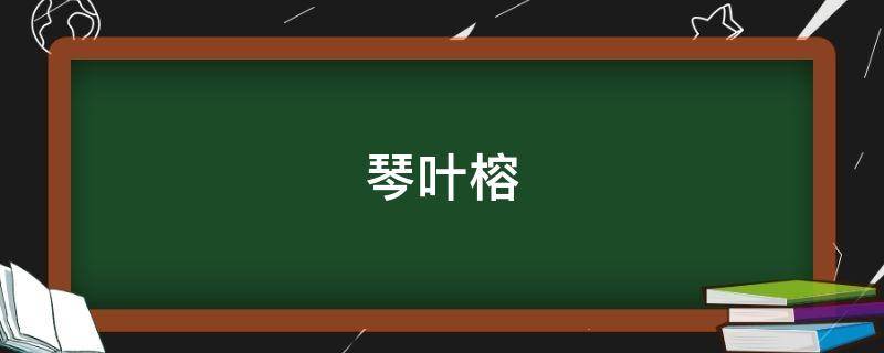 琴叶榕的养殖方法和注意事项 1个小技巧就可以枝繁叶茂